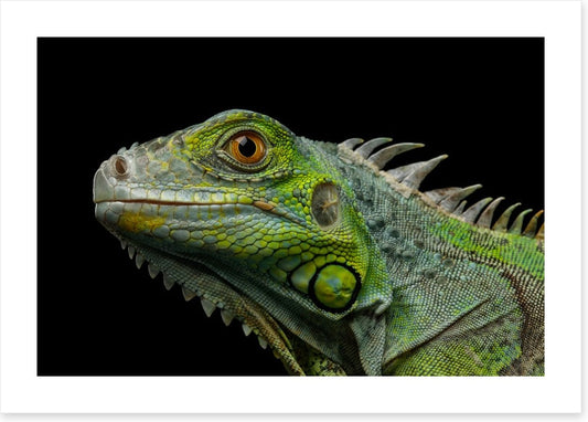 Reptiles