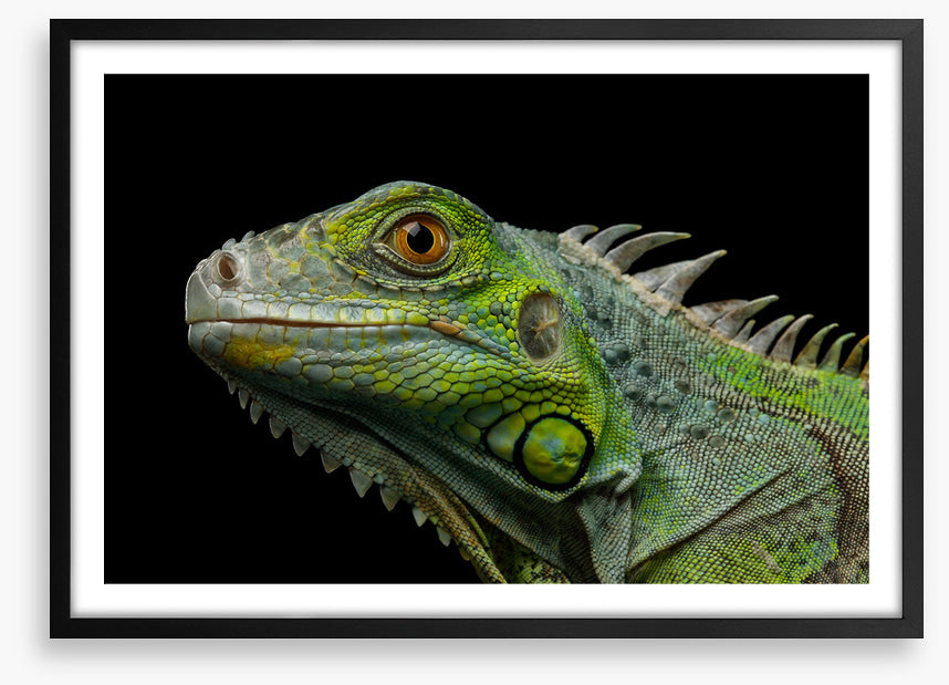 Reptiles