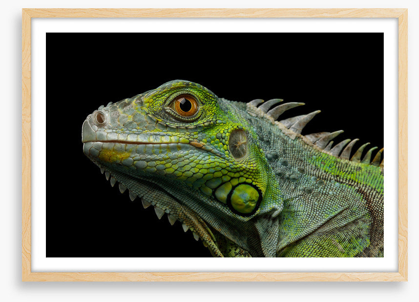 Reptiles