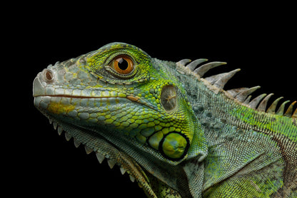 Reptiles