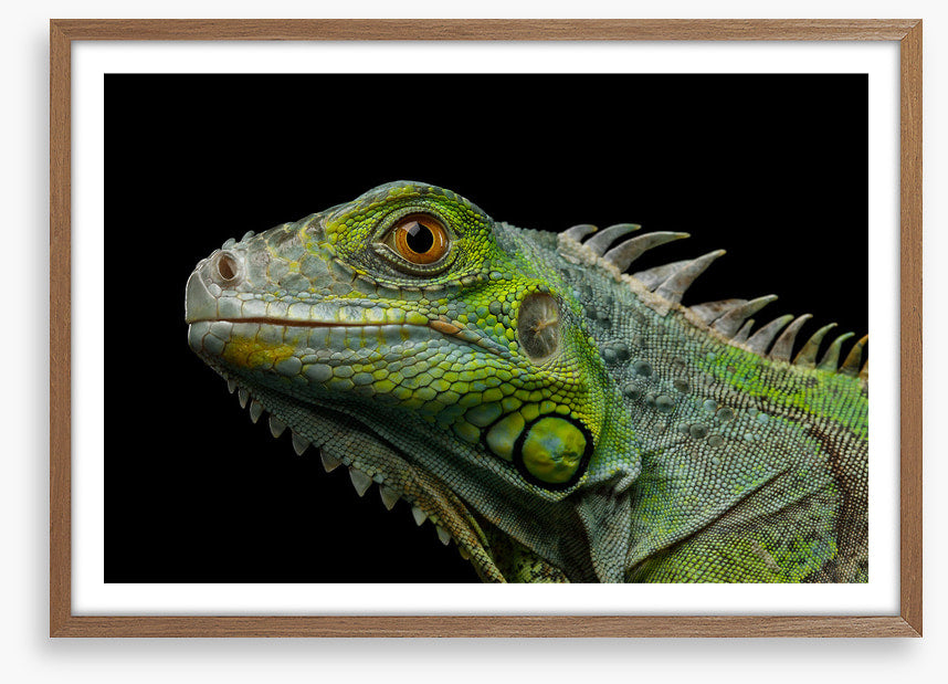 Reptiles
