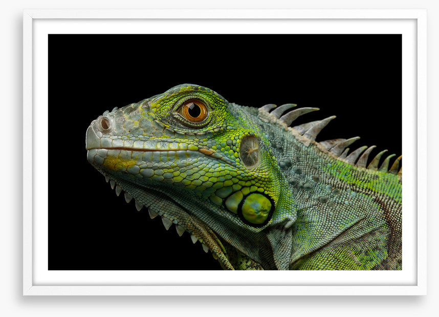 Reptiles