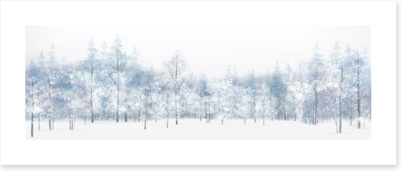 Snow white woods