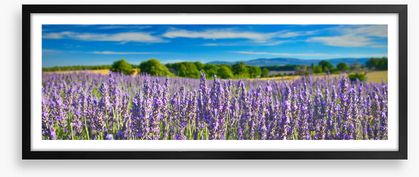 Lavender sunshine panorama