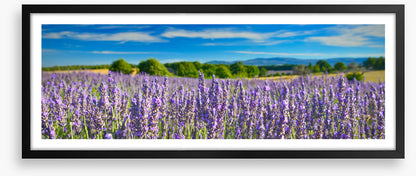 Lavender sunshine panorama