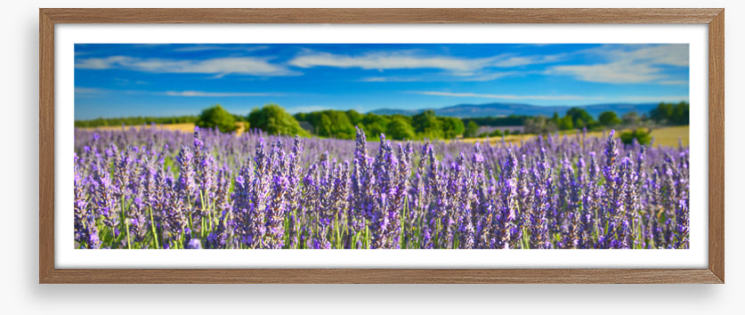 Lavender sunshine panorama