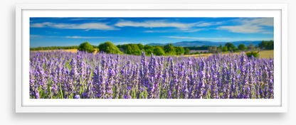 Lavender sunshine panorama