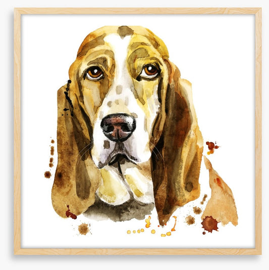 Basset hound blues