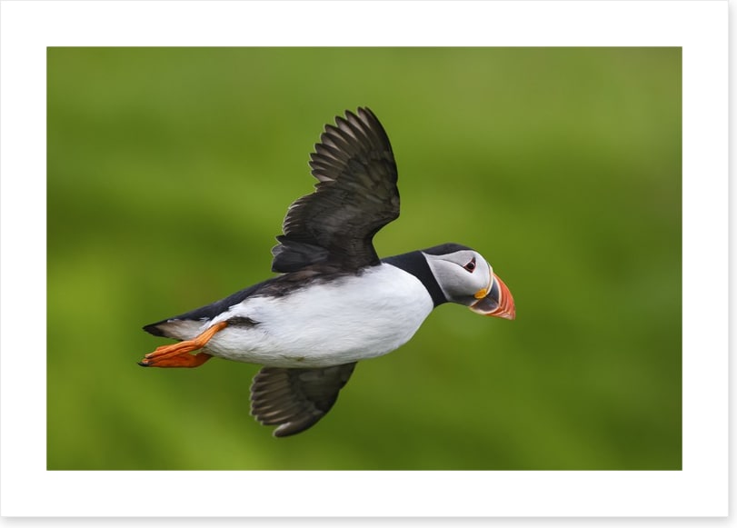 Puffin flight