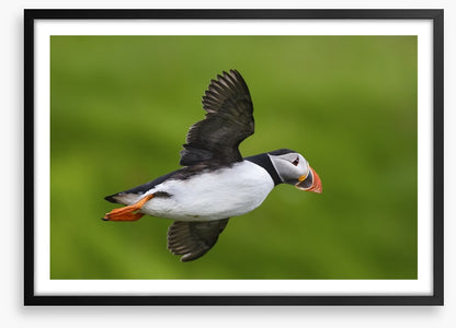 Puffin flight