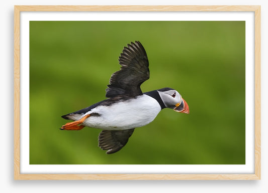 Puffin flight