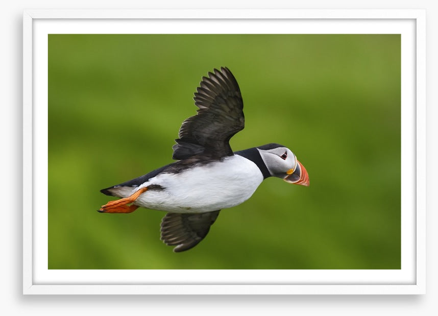 Puffin flight