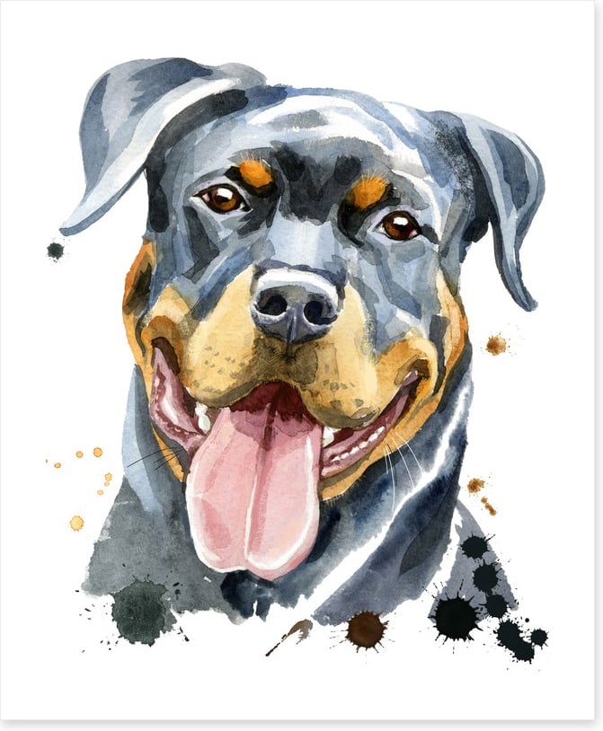 Rottweiler splash