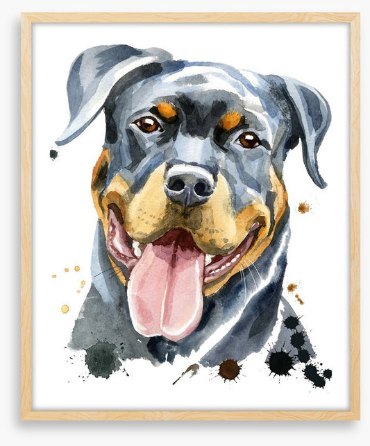 Rottweiler splash