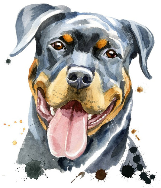 Rottweiler splash