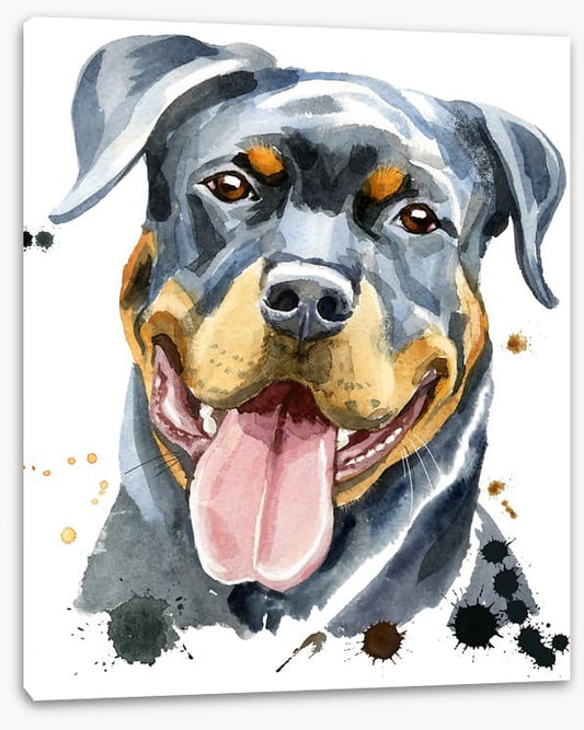 Rottweiler splash
