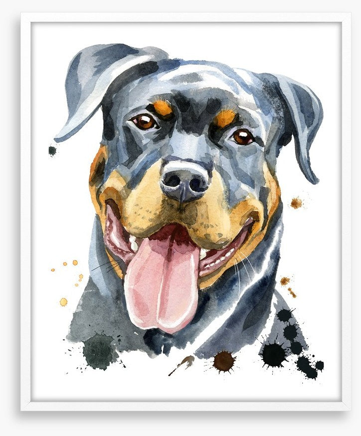 Rottweiler splash