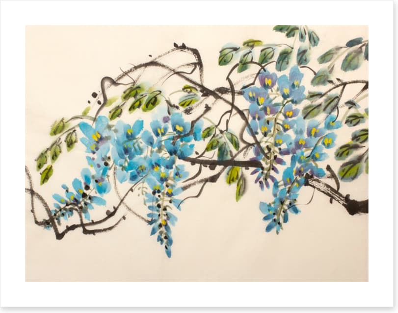 Blue wisteria