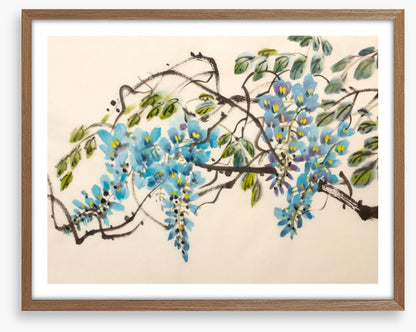 Blue wisteria