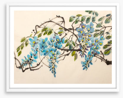Blue wisteria
