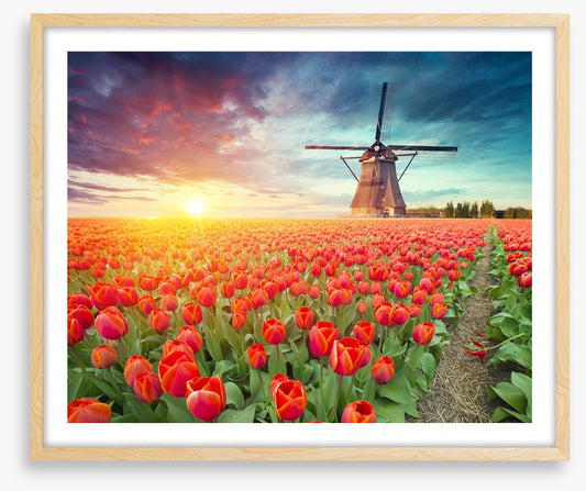 Red tulip windmill, Netherlands