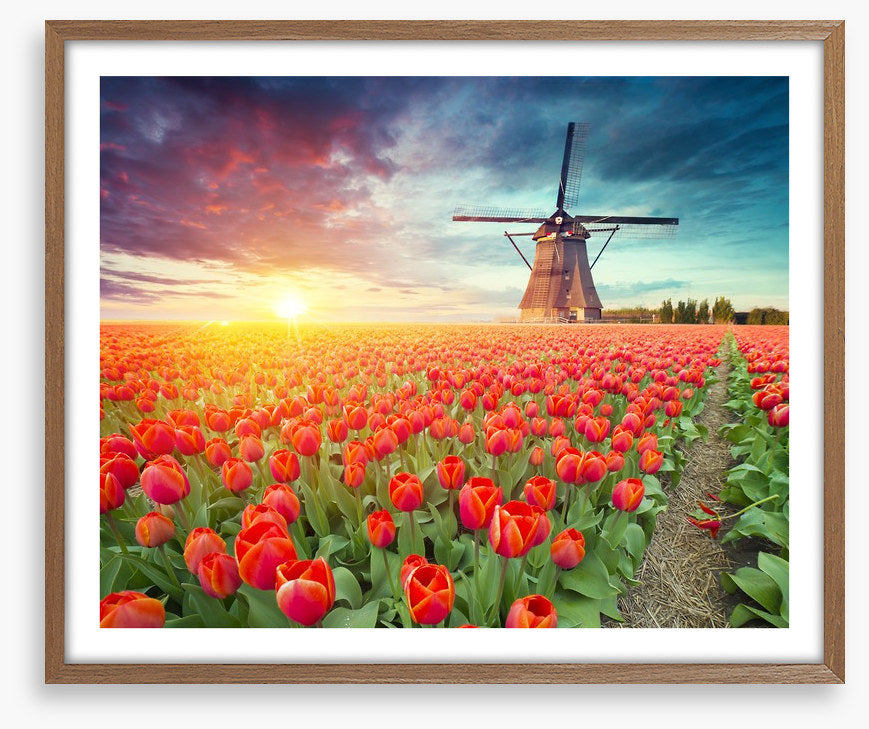 Red tulip windmill, Netherlands