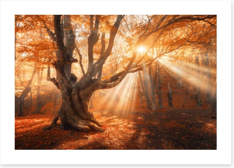 Aethereal autumn light