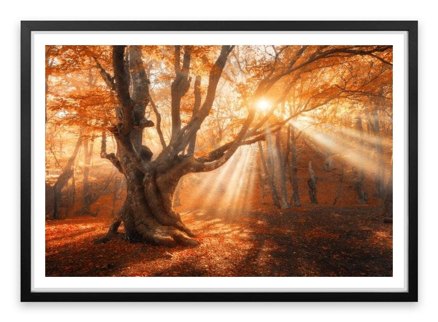 Aethereal autumn light