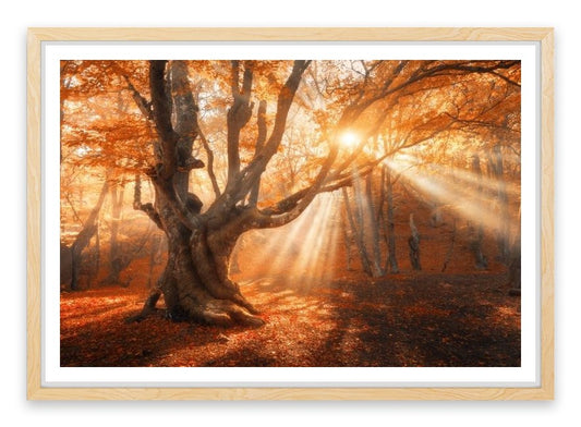 Aethereal autumn light