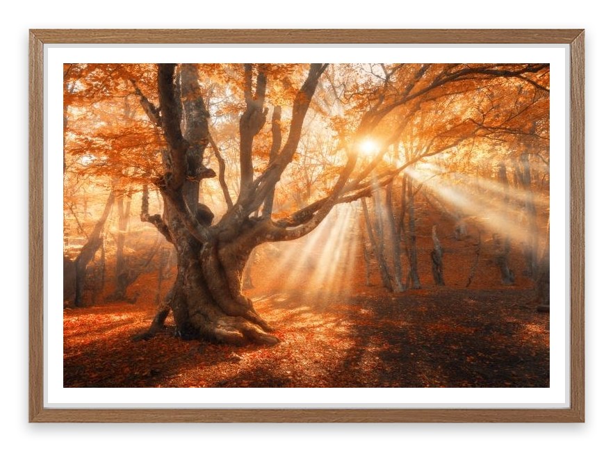 Aethereal autumn light