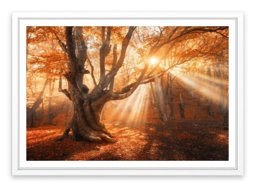 Aethereal autumn light