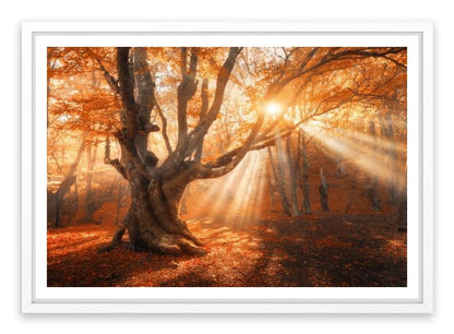 Aethereal autumn light