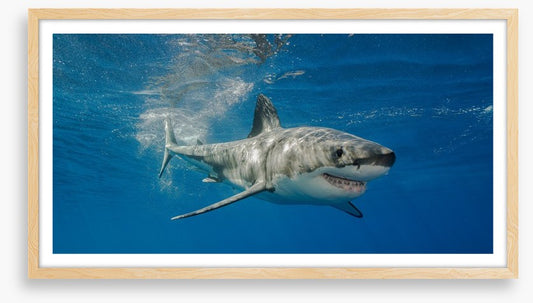 The smiling shark