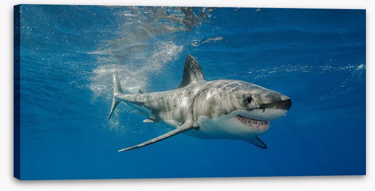 The smiling shark