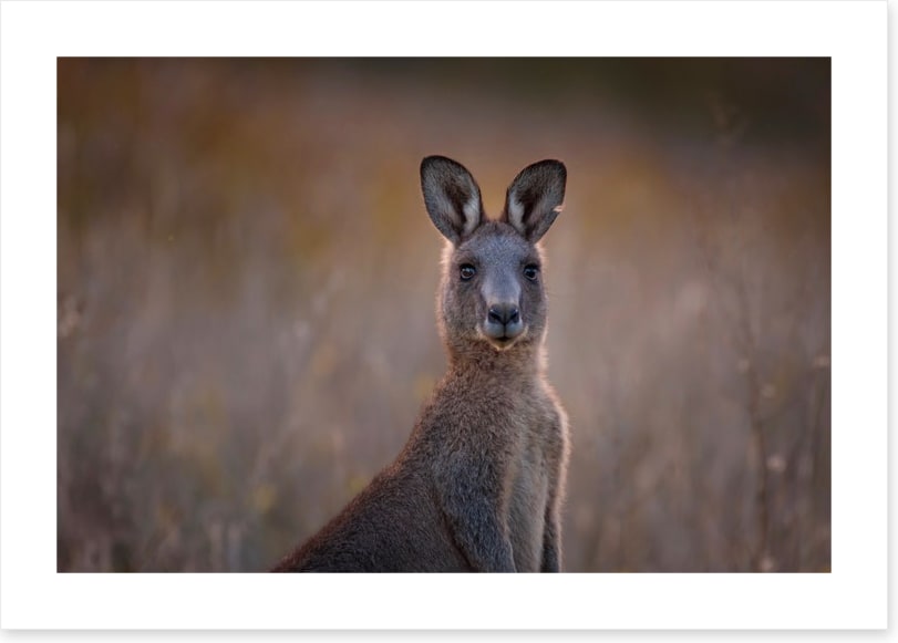 Wary wallaby