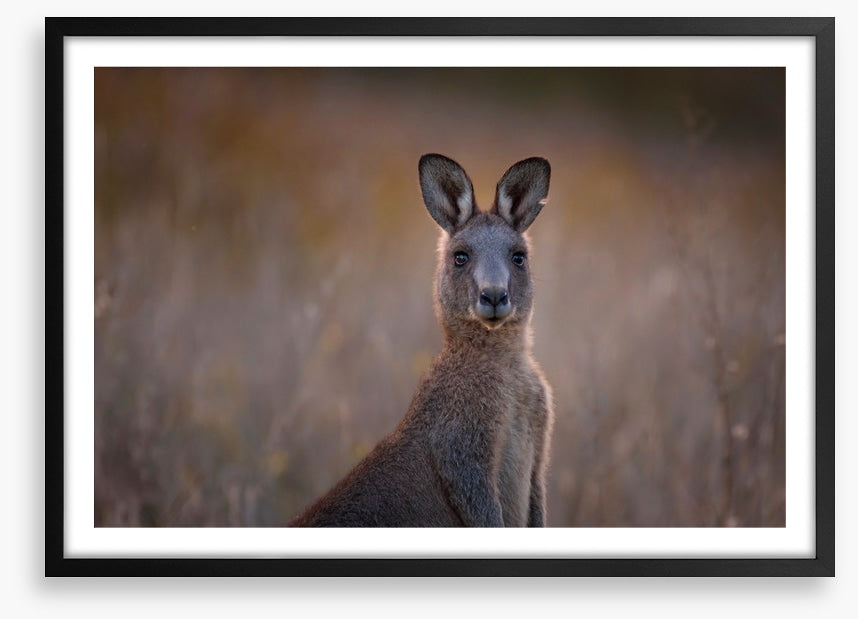 Wary wallaby
