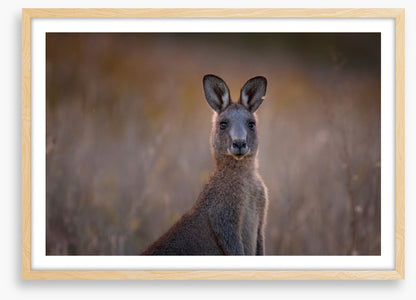 Wary wallaby