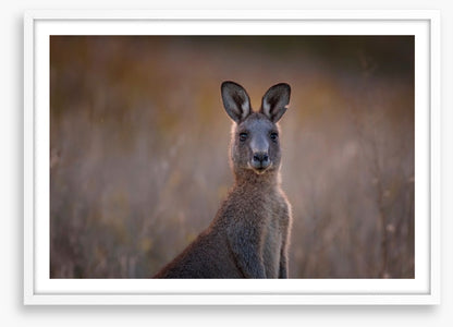 Wary wallaby