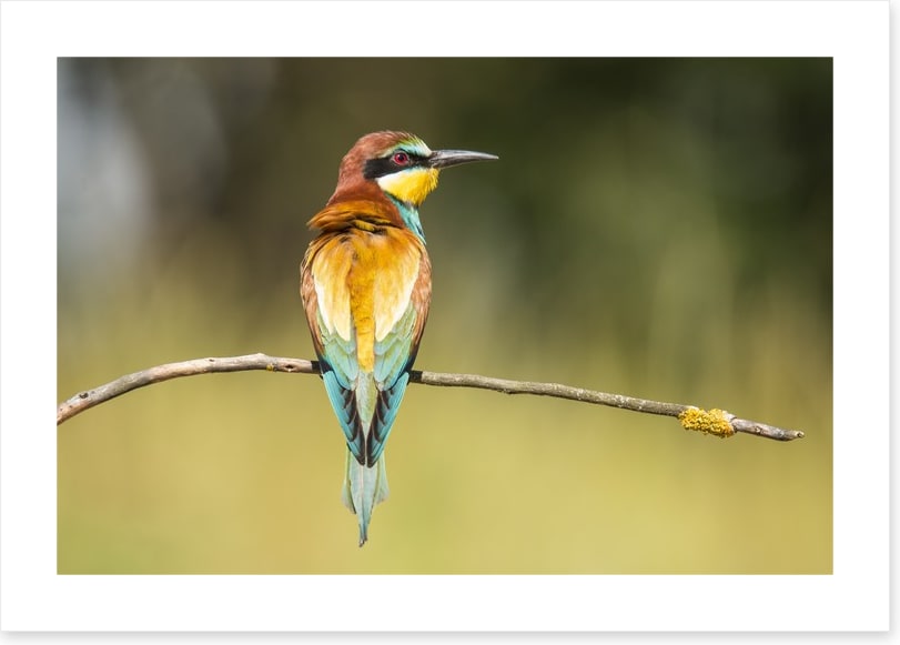 Balancing bee-eater