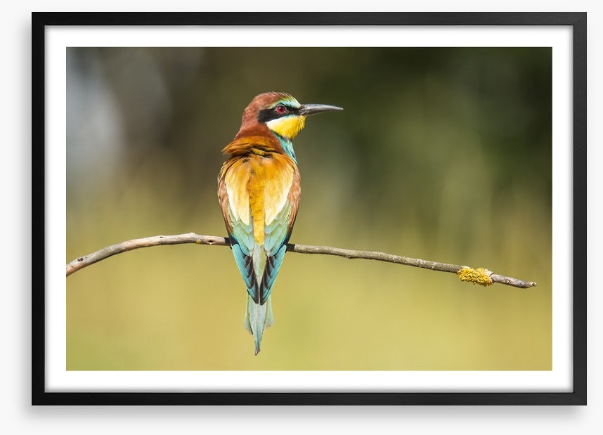 Balancing bee-eater