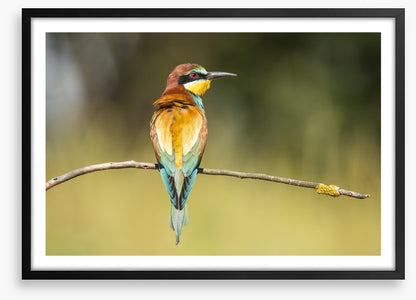 Balancing bee-eater