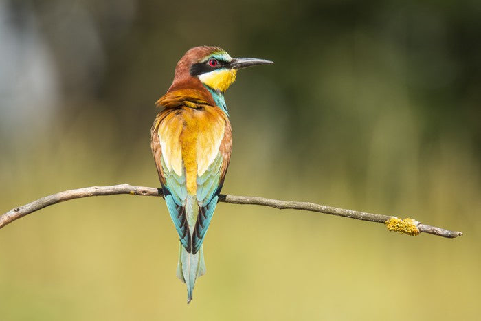 Balancing bee-eater
