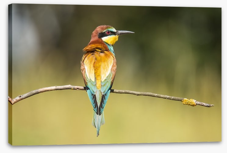 Balancing bee-eater