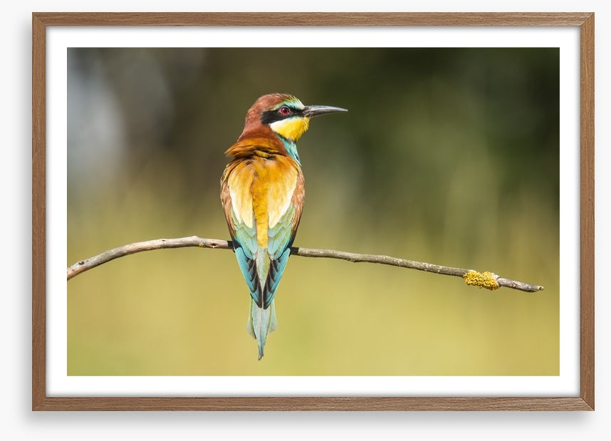 Balancing bee-eater
