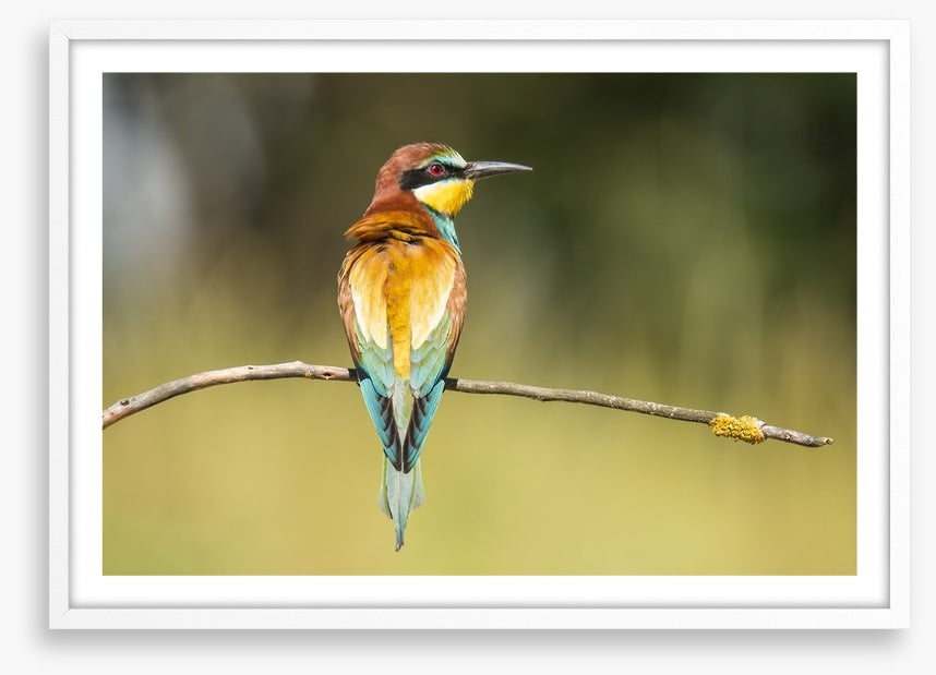 Balancing bee-eater