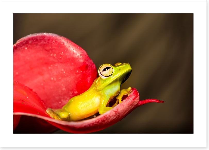 Reptiles / Amphibian