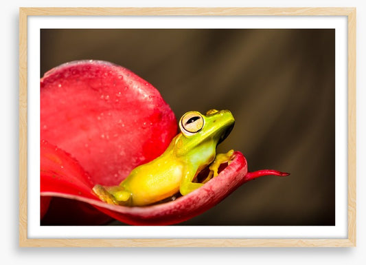 Reptiles / Amphibian
