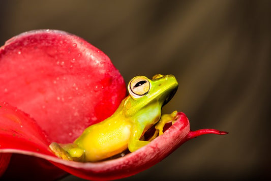 Reptiles / Amphibian