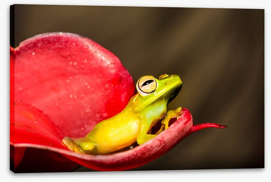 Reptiles / Amphibian