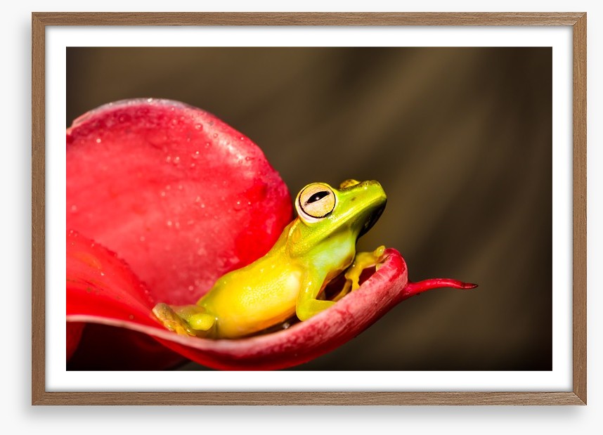 Reptiles / Amphibian